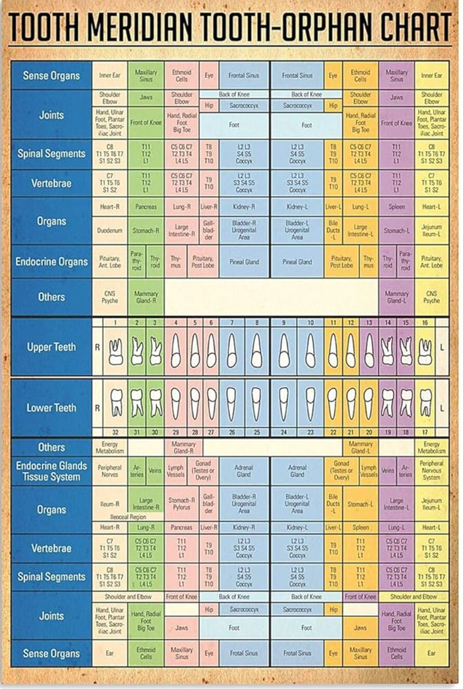 Tooth Meridian Chart showing connections between each tooth and organs, glands, joints, vertebrae, and body systems